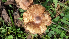 Armillaria luteobubalina