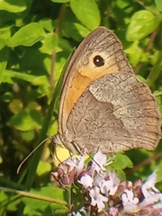 Maniola jurtina