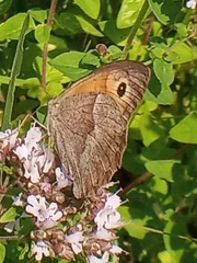 Maniola jurtina