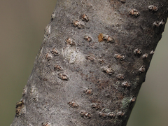 Phaeocalicium curtisii