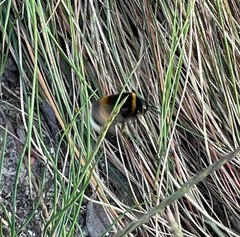 Bombus