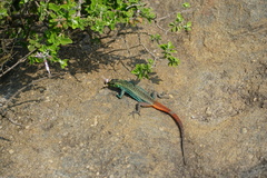Platysaurus orientalis