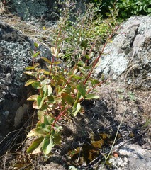 Hylotelephium maximum maximum