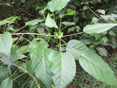Acalypha glabrata glabrata