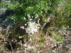 Allium podolicum