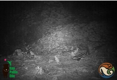 Spilogale angustifrons