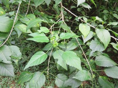 Acalypha glabrata glabrata