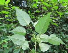 Acalypha glabrata glabrata