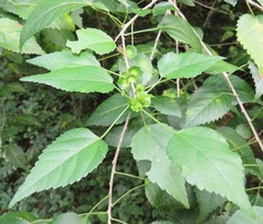 Acalypha glabrata glabrata