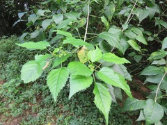 Acalypha glabrata glabrata