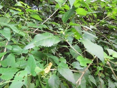 Acalypha glabrata glabrata