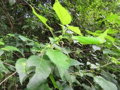 Acalypha glabrata glabrata