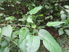 Acalypha glabrata glabrata