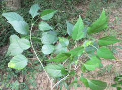 Acalypha glabrata glabrata