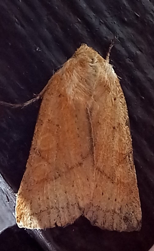 Orange Upperwing