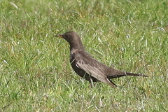 Turdus torquatus torquatus
