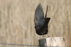 Turdus torquatus torquatus