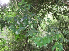 Drypetes reticulata