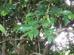 Drypetes reticulata