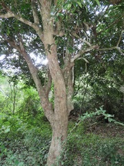 Drypetes reticulata