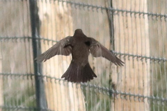 Turdus torquatus torquatus
