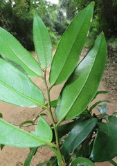 Drypetes reticulata