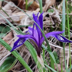 Iris uniflora