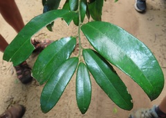 Drypetes reticulata