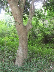 Drypetes reticulata