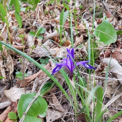 Iris uniflora