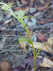 Pterostylis daintreana