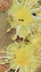 Pheidole megacephala