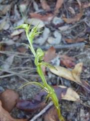 Pterostylis daintreana