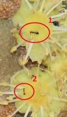 Pheidole megacephala