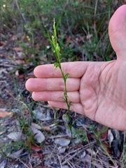 Pterostylis daintreana