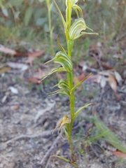 Pterostylis daintreana