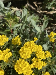 Alyssum montanum
