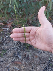 Pterostylis daintreana