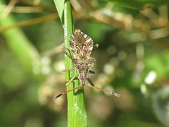 Centrocoris spiniger