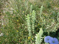 Sideritis montana montana