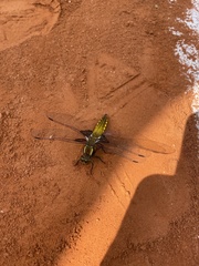 Libellula depressa