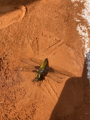 Libellula depressa