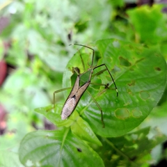 Homoeocerus angulatus