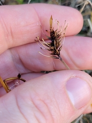 Carex edura
