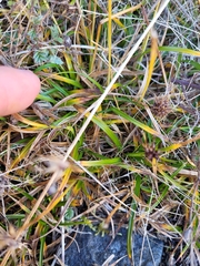 Carex edura