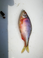Rhodeus amarus