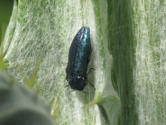 Meliboeus amethystinus