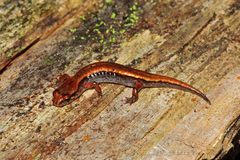 Desmognathus wrighti