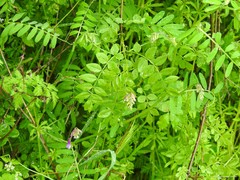 Chaerophyllum nodosum