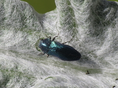 Meliboeus amethystinus